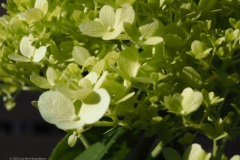 hortensia#(20230713)e hortensia
