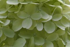 hortensia#(20230725) hortensia