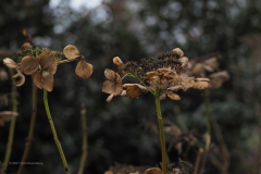 hortensia#(20210103) hortensia