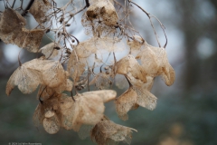 hortensia#(20240106)a hortensia