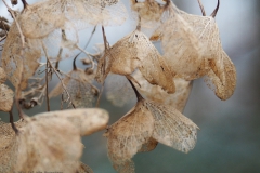 hortensia#(20240106)aa hortensia