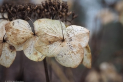 hortensia#(20220123) hortensia