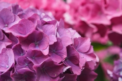 hortensia#(20240620)a hortensia