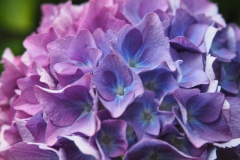 hortensia#(20240620)b hortensia