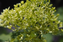 hortensia#(20220629) hortensia