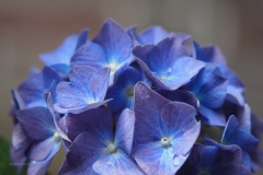 hortensia#(20200630)  hortensia