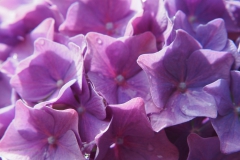 hortensia#(20200630)  hortensia