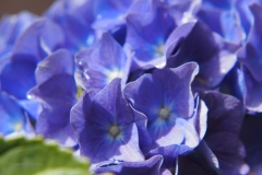 hortensia#(20200630)  hortensia