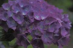 hortensia#(20210707) hortensia