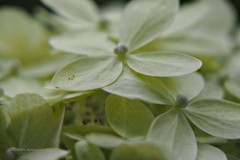 hortensia#(20190707)  hortensia