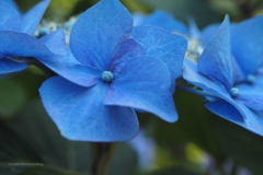 hortensia#(20200712)  hortensia