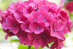 hortensia#(20200712)  hortensia