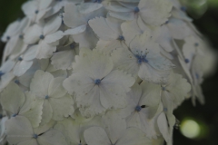 hortensia#(20200712)  hortensia