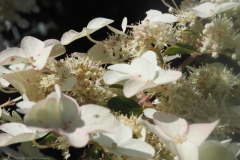 hortensia#(20240720)hortensia