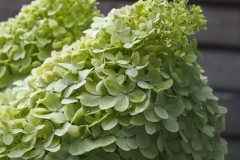 hortensia#(20240726)a hortensia