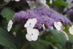 hortensia#(20210729) hortensia