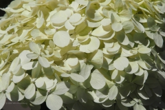hortensia#(20200730) hortensia