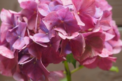 hortensia#(20210813)b hortensia