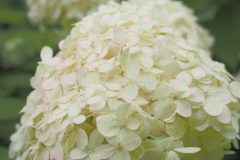 hortensia#(20210813)a hortensia