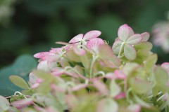 hortensia#(20190828)  hortensia