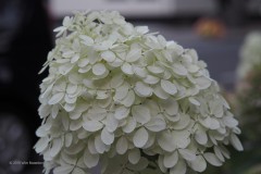 hortensia#(20190828)  hortensia