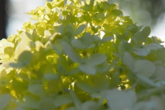 hortensia#(20210902) hortensia