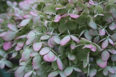 hortensia#(20200910) hortensia