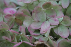 hortensia#(20200910)a hortensia