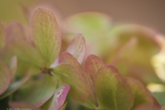 hortensia#(20230911)a hortensia