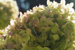 hortensia#(20230911)b hortensia