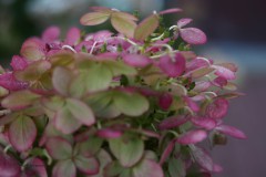 hortensia#(20190920)  hortensia