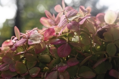 pluimhortensia#(20241007) hortensia