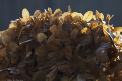 hortensia#(20221105)b hortensia
