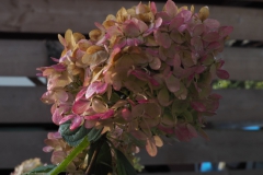 hortensia#(20221105)a hortensia