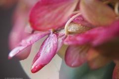 hortensia#(20221105)ac hortensia