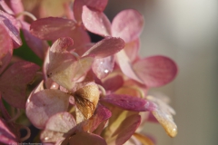 hortensia#(20221105)ab hortensia