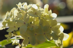 hortensia#(20201109) hortensia