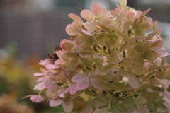 hortensia#(20201110) hortensia