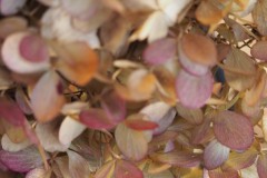hortensia#(20191110)  hortensia