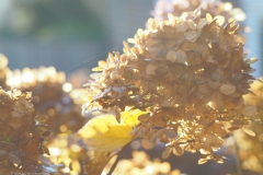 hortensia#(20211122)a hortensia