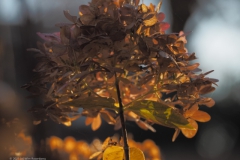 hortensia#(20211122)b hortensia