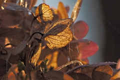 hortensia#(20211122)ba hortensia