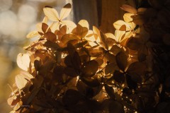 hortensia#(20191110)  hortensia