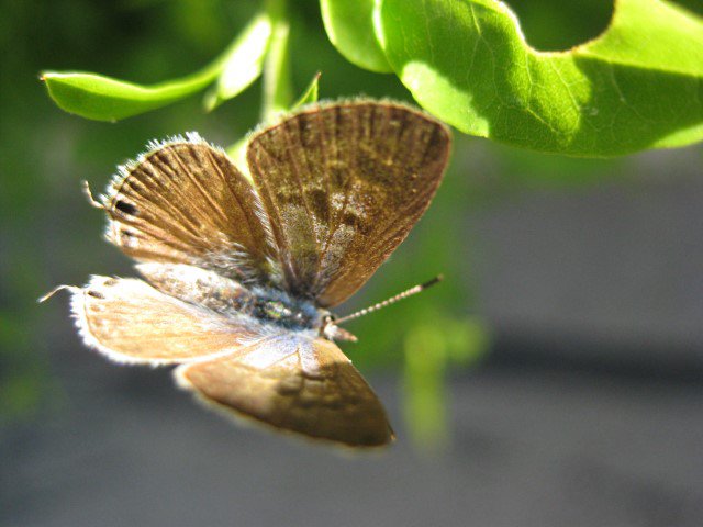vlinder#(20130617) insecten