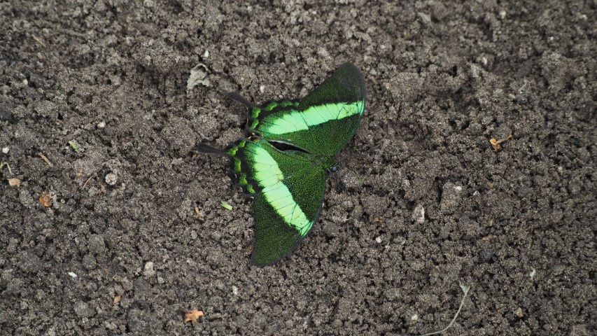 vlinder#(20170524)h  insecten