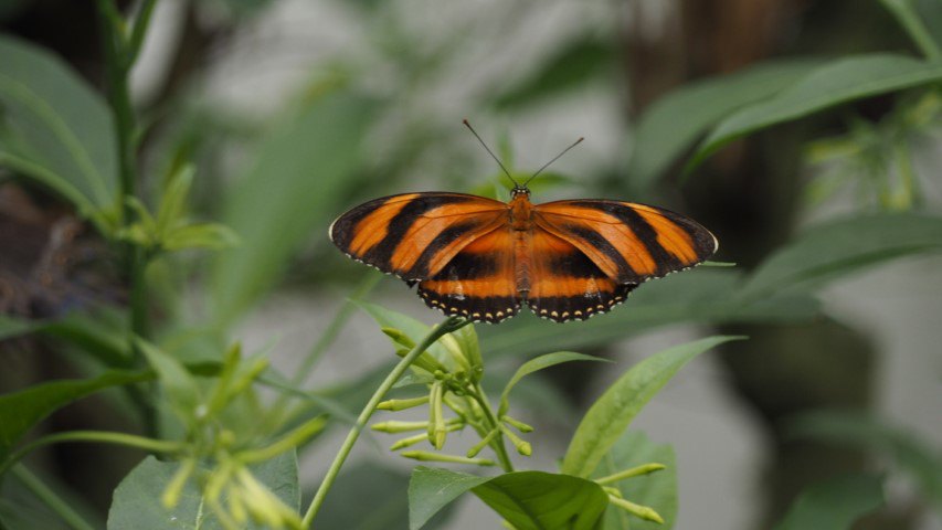 vlinder#(20170524)i  insecten