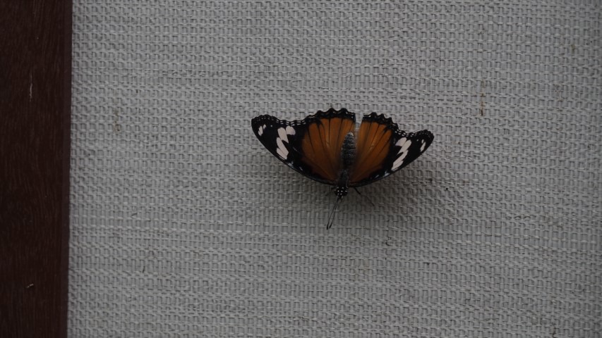 vlinder#(20170524)j  insecten