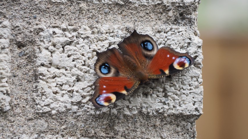 vlinder#(20160716)  insecten
