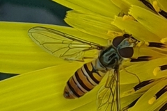 zweefvlieg #(20230612) insecten