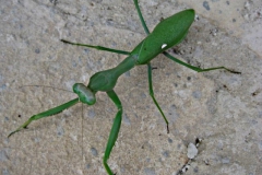 sprinkhaan#(20130613) insecten